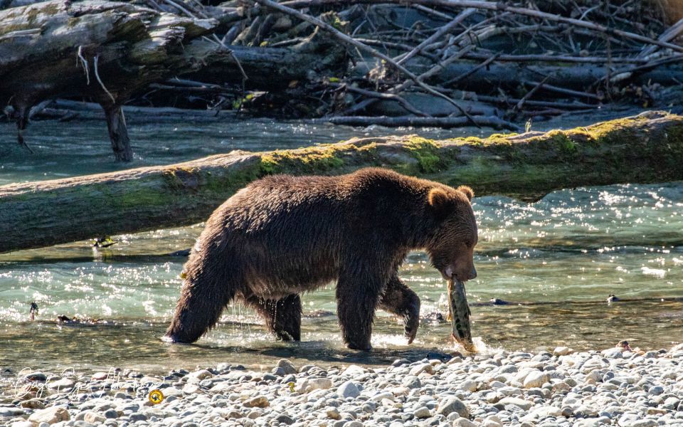 Campbell River: Full-Day Grizzly Bear Tour - Wildlife Viewing and Education Onboard