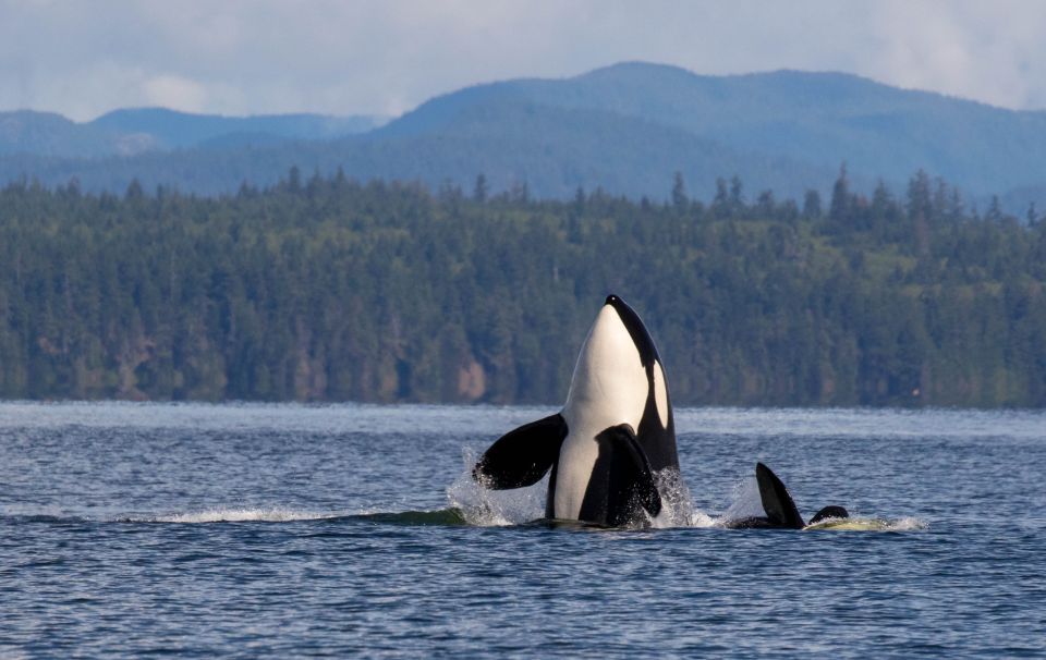 Campbell River: Whale Watching Zodiac Boat Tour With Lunch - Location and Logistics