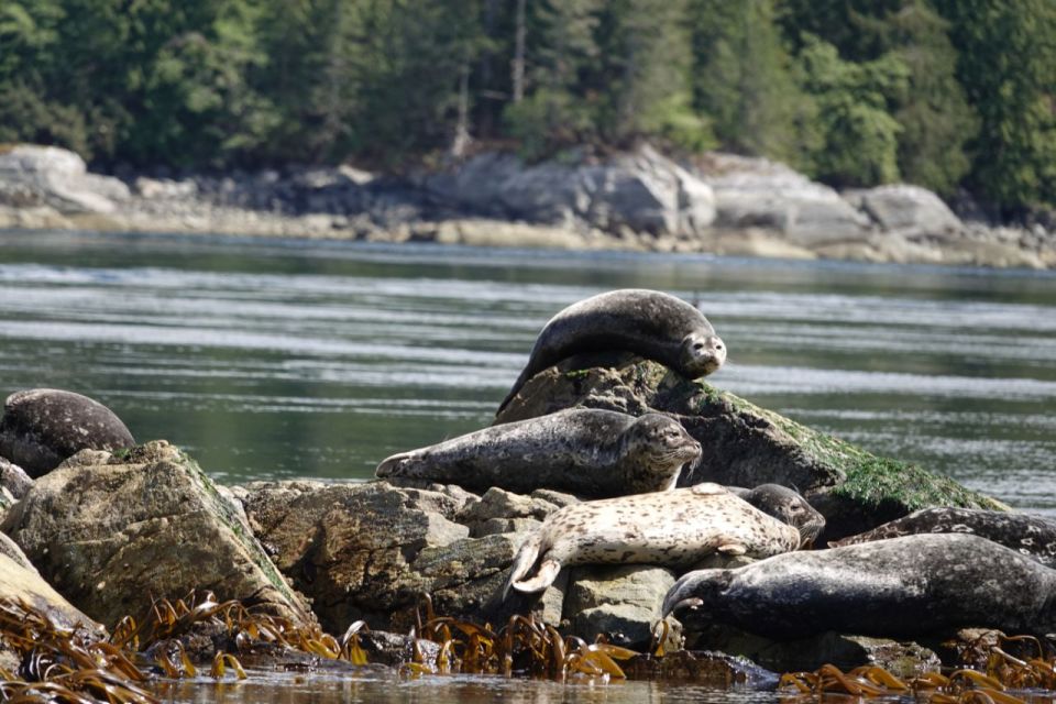 Campbell River: Whale & Wildlife Discovery Cruise - Review Summary