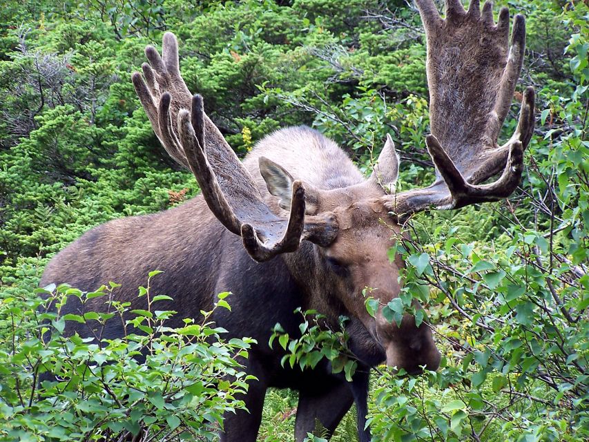 Canmore: 4-Hour Banff Park Safari Drive & Nature Walk - Full Description of the Experience