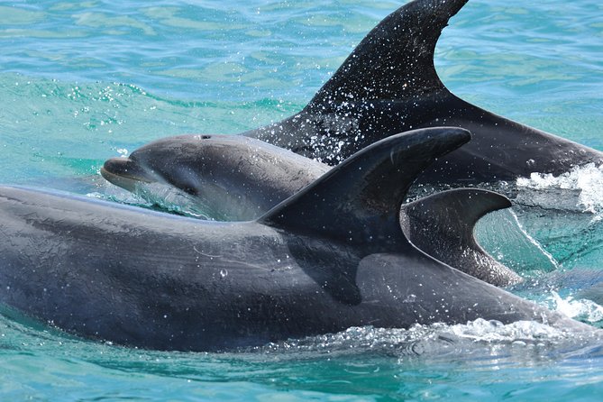 Carino Wildlife Cruises - Island and Wildlife Day Cruise - Cancellation Policy