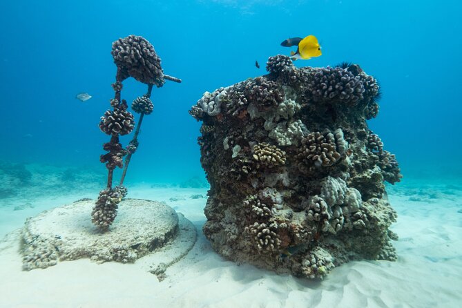 Certified Diver: 2-Tank Shallow Reef Dives off Oahu - Directions