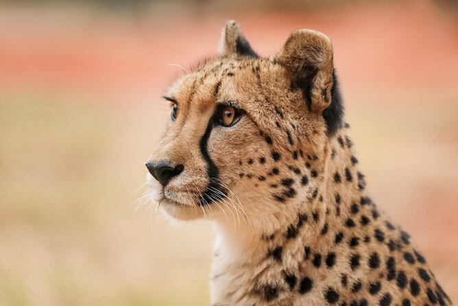 Cheetah Encounter at Werribee Open Range Zoo - Excl. Entry - Authenticity Checks