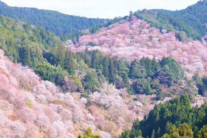 Cherry Blossom Buddha and Mt.Yoshino With Strawberry Picking Tour - Cancellation and Refund Policy