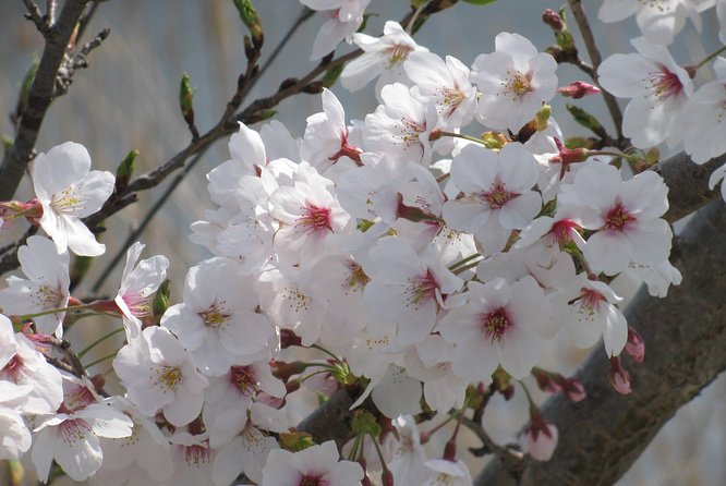 Cherry Blossom Highlights, Asakusa, Ueno & Meiji Shrine - Meiji Shrine History and Beauty