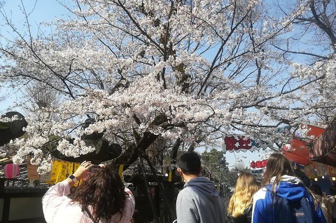 Cherry Blossom Highlights, Asakusa, Ueno, Yanaka - Capturing Cherry Blossom Beauty