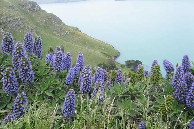 Christchurch Coastal Hiking Tour - Booking Information