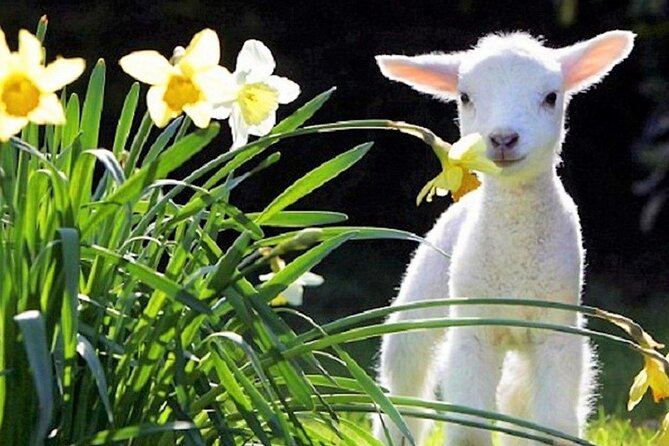 Christchurch Sheep Farm Visit - Reviews