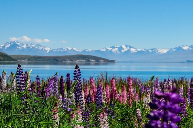 Christchurch to Mt Cook via Lake Tekapo Half-Day Tour (One-Way) - Reviews and Rating