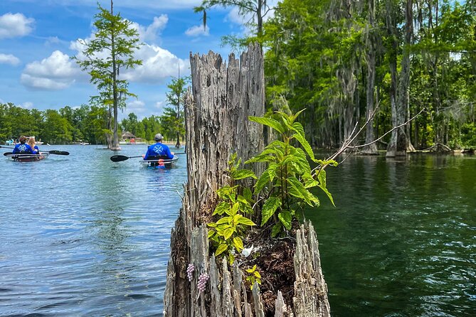 Clear Kayaking Eco Adventure Tour in Marianna - Weight Limits and Logistics