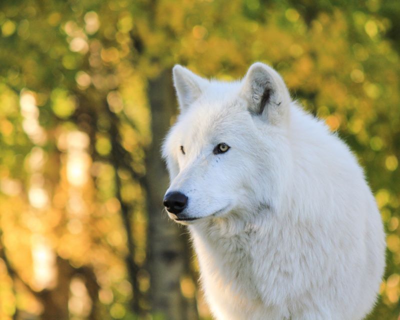 Cochrane: Yamnuska Wolfdog Sanctuary Tour - Location Information