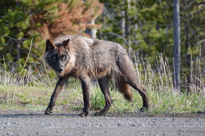 Cody Small-Group Open-Air Yellowstone Tour - Wildlife Encounters