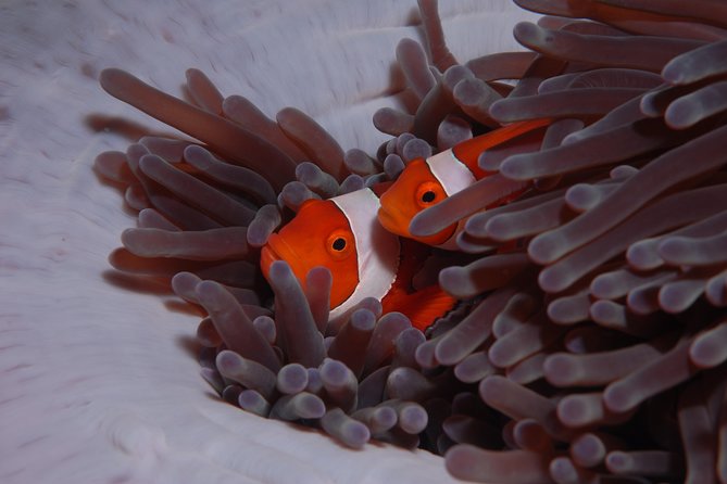 Coral Garden and Liberty Shipwreck Intro to Scuba Diving  - Ubud - Reviews, Ratings, and Assistance