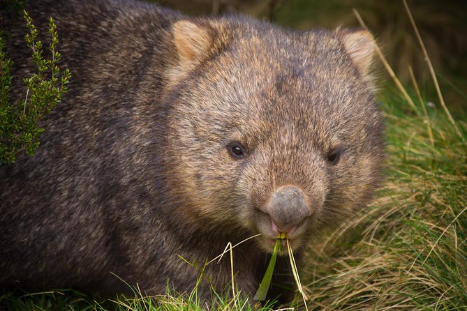 Cradle Mountain Wildlife Spotting After Dark - Tour Expectations and Schedule