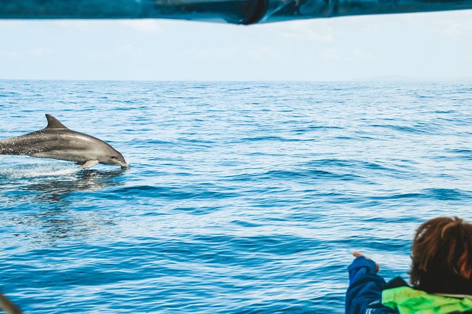 Cruise With Dolphins in Byron Bay - What to Expect on the Cruise