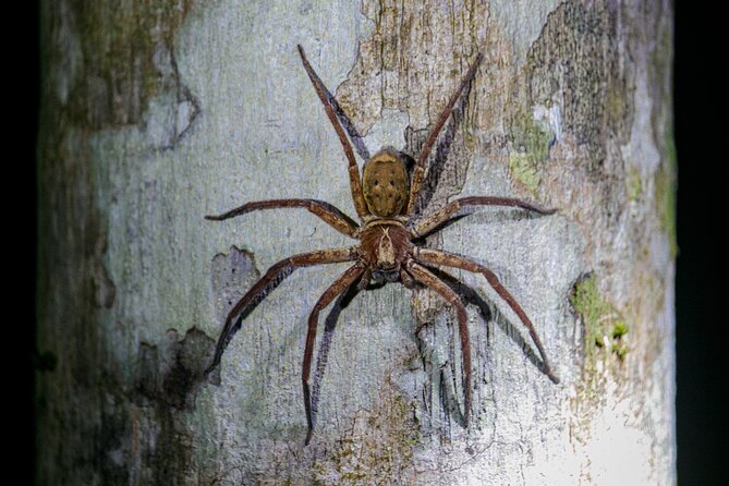 Daintree Rainforest Night Walk in Cape Tribulation - Reviews and Testimonials