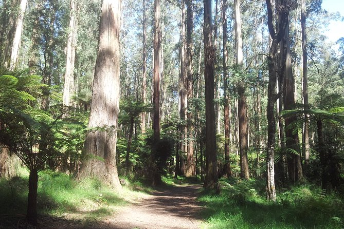 Dandenong Ranges Private Day Tour - Tour Highlights and Guide