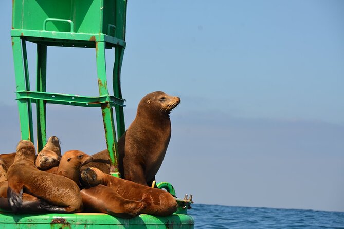 Day Sail Aboard a Classic Yacht : San Diegos Best-Kept Secret: - Customer Satisfaction and Highlights