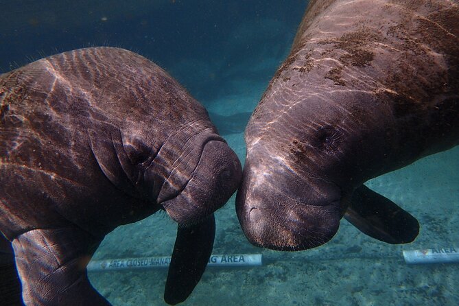 Deluxe Manatee Swim Tour - Traveler Experience and Reviews