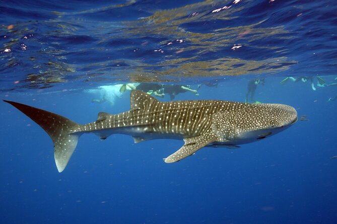Deluxe Mega Fauna Humpback or Whaleshark Swim Ningaloo Reef - Assistance Available