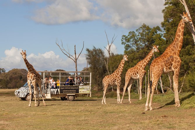 Deluxe Safari Adventure at Werribee Open Range Zoo - Excl. Entry - Cancellation Policy