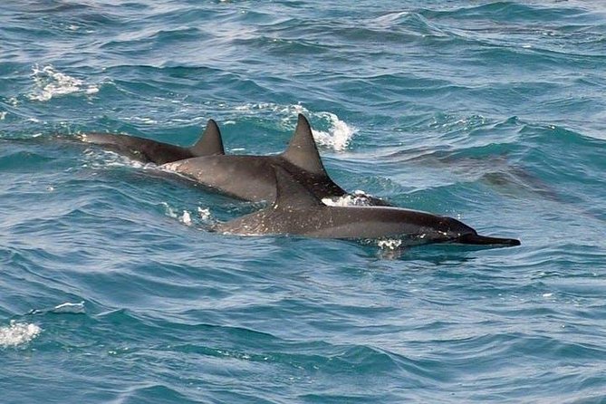 Deluxe Snorkel & Dolphin Watch Aboard a Luxury Catamaran From Kailua-Kona - Highlights and Family-Friendly Aspects