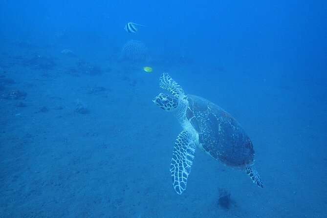 Diving in Tulamben - Safety Precautions and Measures