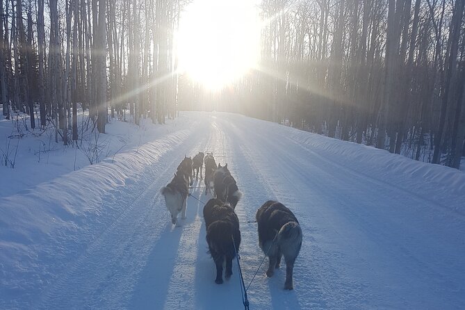 Dog Sled Adventure - Dog Sled Adventure Details