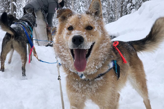 Dog Sledding Adventure in Willow, Alaska - Exclusive Trail Experience With Huskies