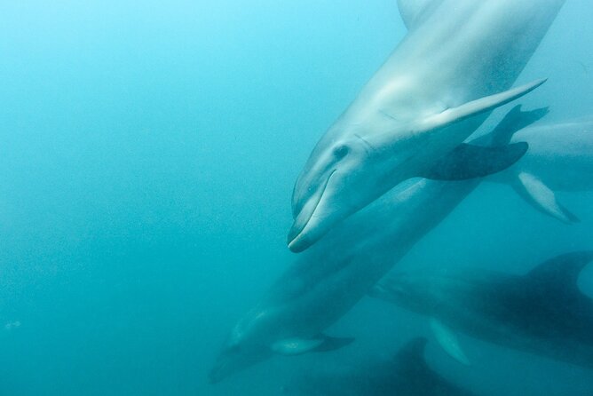 Dolphin and Seal Swim Reef Snorkel Boat Tour Mornington Peninsula - End Point and Cancellation Policy