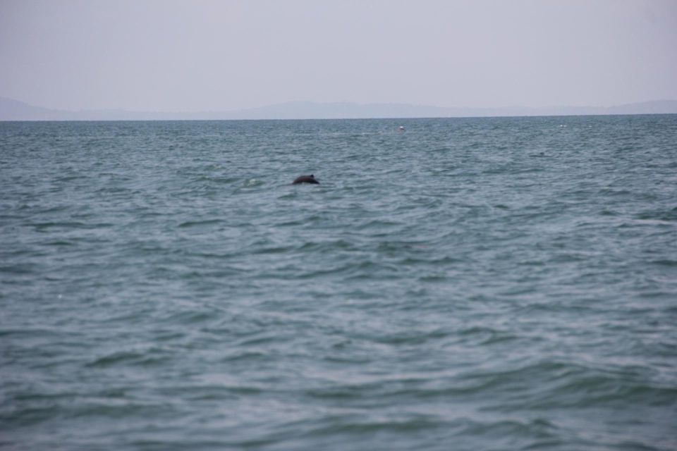 DOLPHIN COASTAL EXPEDITION by Discovery Center, Kep West - Experience Highlights