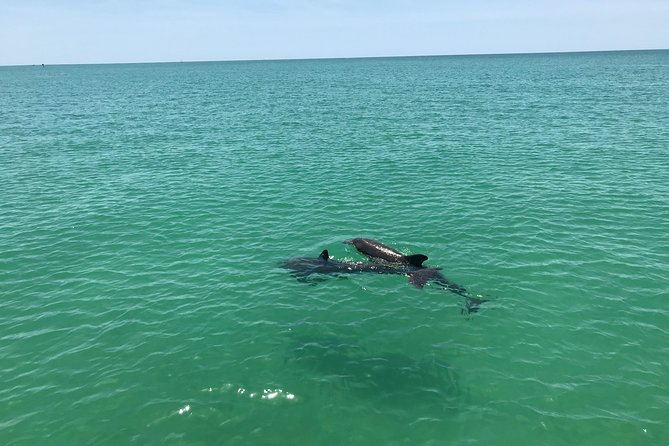 Dolphin Shelling Snorkeling Cruise in Tampa - Experience Highlights