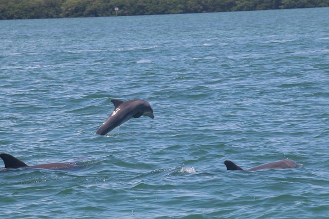 Dolphin Tour on a Private Boat - Customized Experience