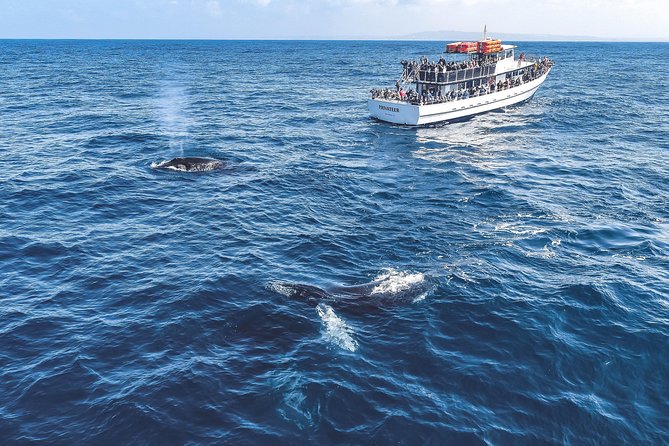 Dolphin & Whale Watching Sunset Cruise - Ideal Audience and Sunset Setting