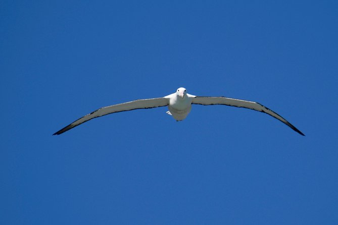 Dunedin City Highlights, Otago Peninsula Scenery & Albatross Guided Tour - Booking Details and Guarantees