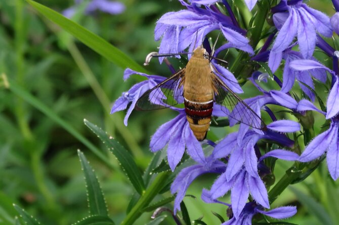 Easygoing Nature Walk in Hakone Tour - Logistics and Reviews