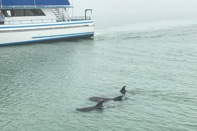 Eco and Dolphin Watch Tour of South Padre Island - Tour Experience