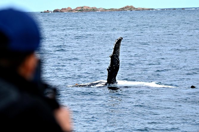 Educational Whale Watching Tour From Augusta or Perth - Logistics & Support