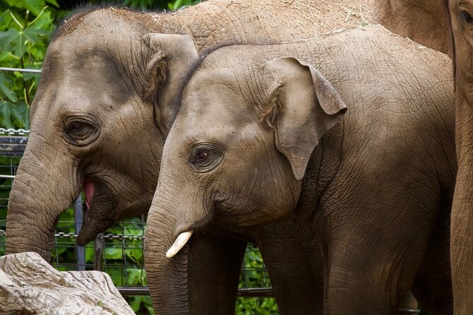 Elephant Experience at Melbourne Zoo - Meeting Point Information