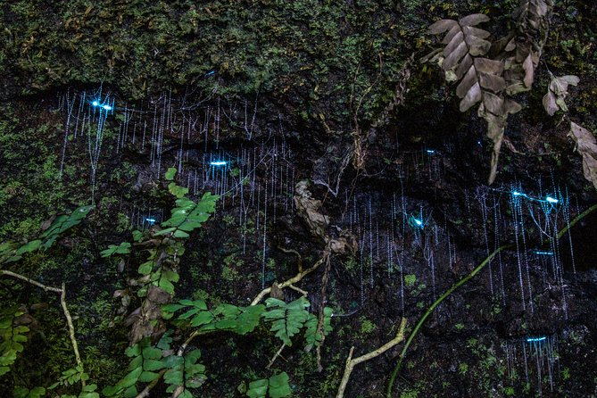 Evening Rainforest & Glow Worm Experience - Small Group Tour - Guide Insights