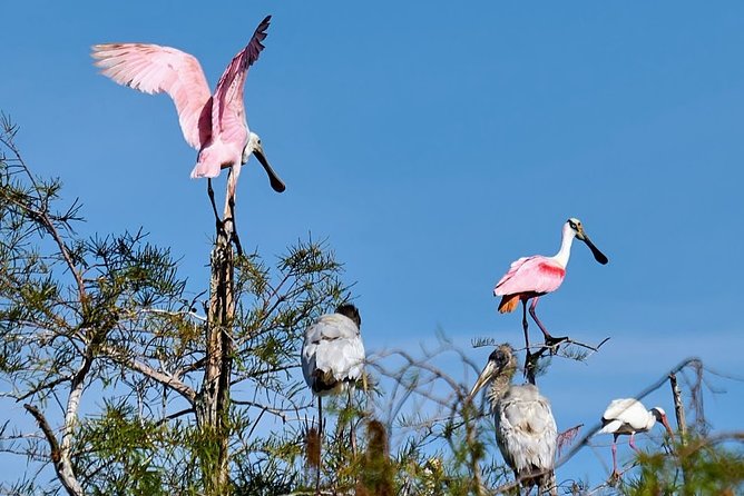 Everglades National Park Biologist Led Adventure: Cruise, Hike Airboat - Customer Satisfaction and Reviews