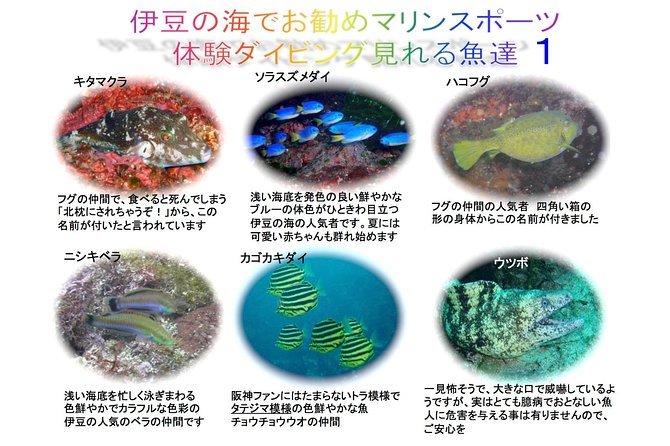 Experience Diving! ! Scuba Diving in the Sea of Japan! ! if You Are Not Confident in Swimming, It Is - Equipment Needed for Diving