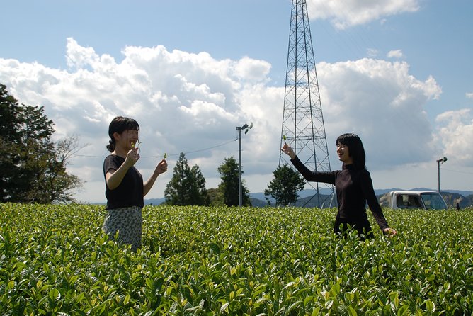 Experience Tea Picking With a Tea Farmer, and Tempura Lunch With Picked Tea Leaves - Sample Menu and Tea Leaf Tempura