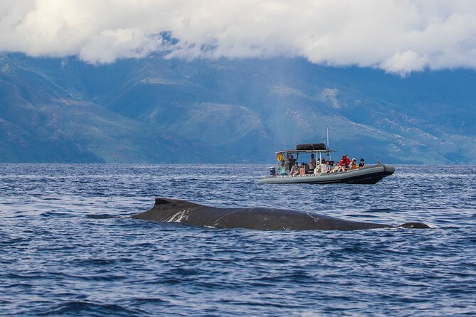 Eye-Level Whale Watching Eco-Raft Tour From Lahaina, Maui - Customer Reviews