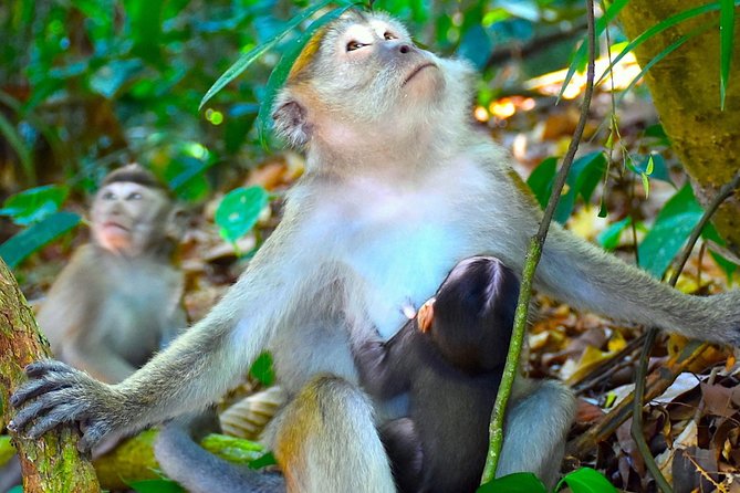 FAMILY JUNGLE TOUR: Orangutan Trek (4-Hours Hike) by Ecotravel Bukit Lawang - Traveler Photos Gallery