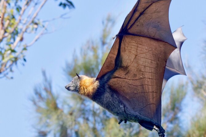 Flying Fox Experience, Thousands of Australias Largest Bat - Policies and Cancellation Guidelines
