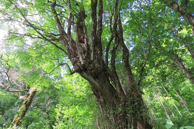 Forest Healing Around the Giant Beech and Katsura Trees - Healing Sounds of Nature