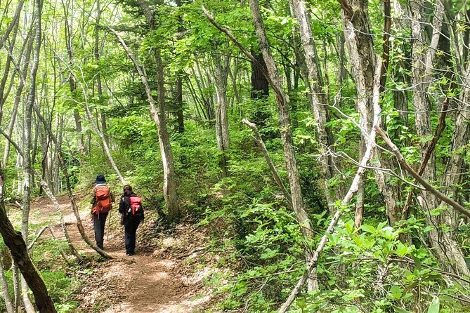 Forest Shrines of Togakushi, Nagano: Private Walking Tour - Cultural Insights