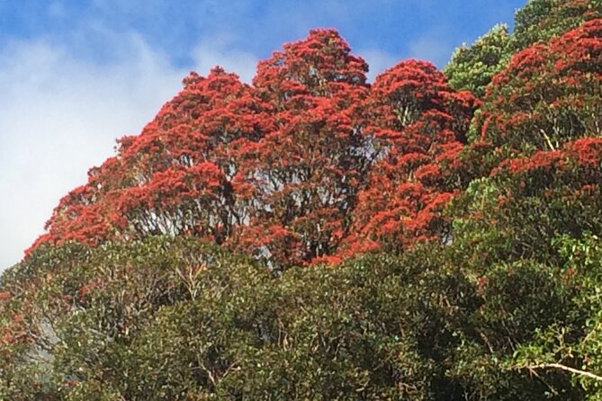 Franz Josef Nature Tour - Reviews and Recommendations