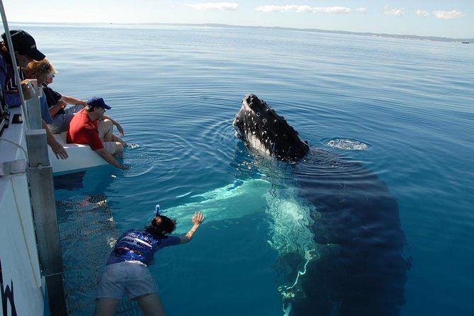 Fraser Island Whale Watch Encounter - Cancellation Policy
